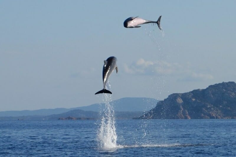 Avistamiento de delfines Golfo Aranci Cerdeña