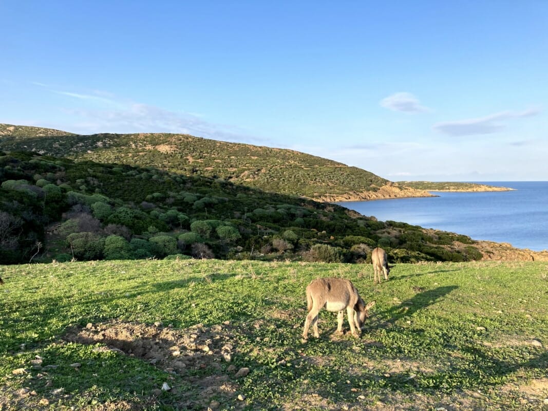 Burros en la isla Asinara