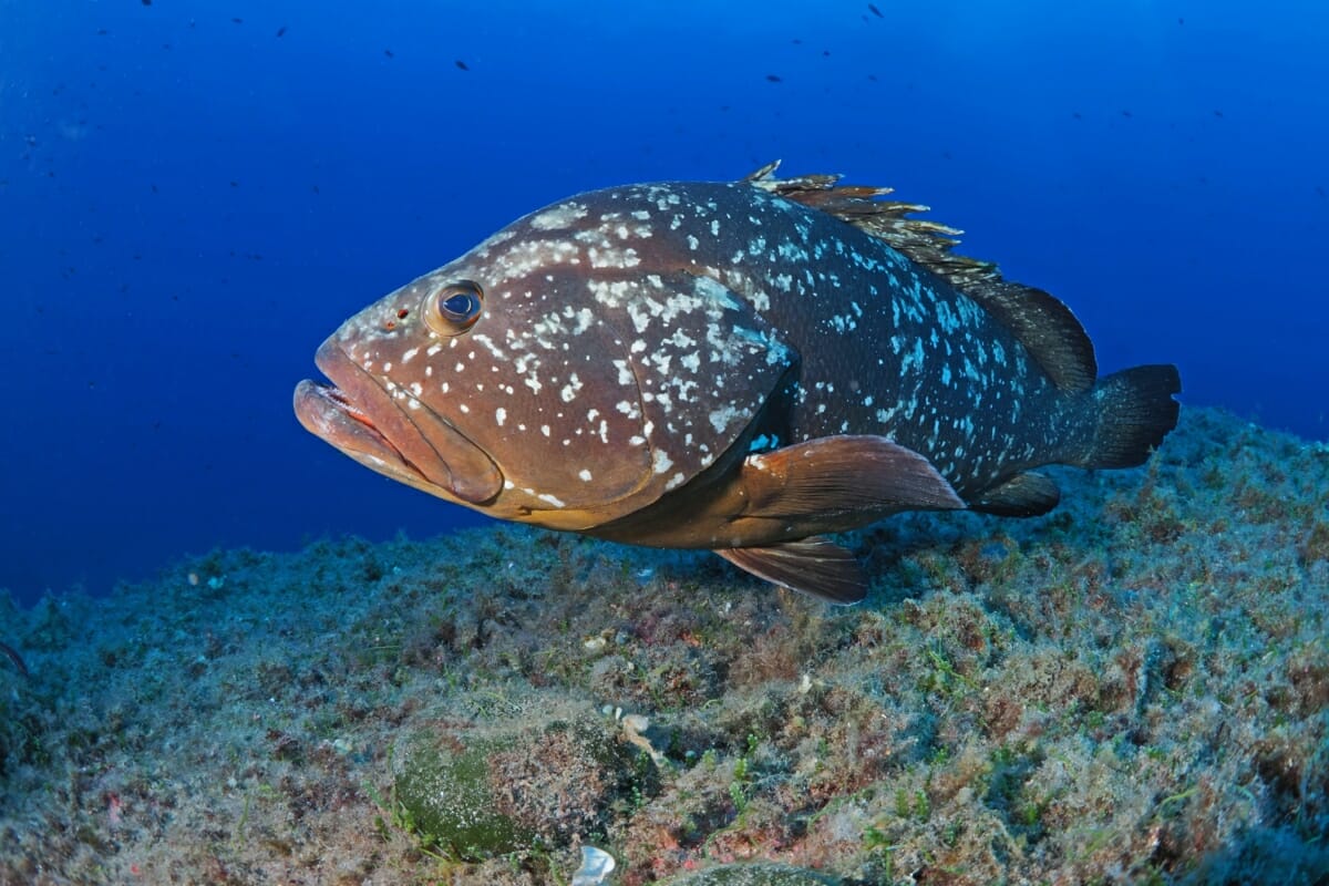 Brauner Zackenbarsch in den Tiefen der Meeresschutzgebiete auf Sardinien