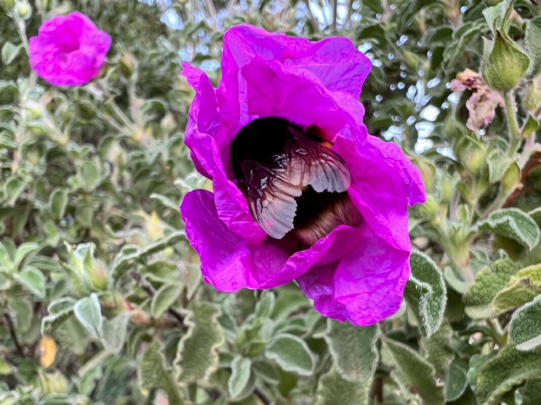 Cistus rosa en flor con abejorro