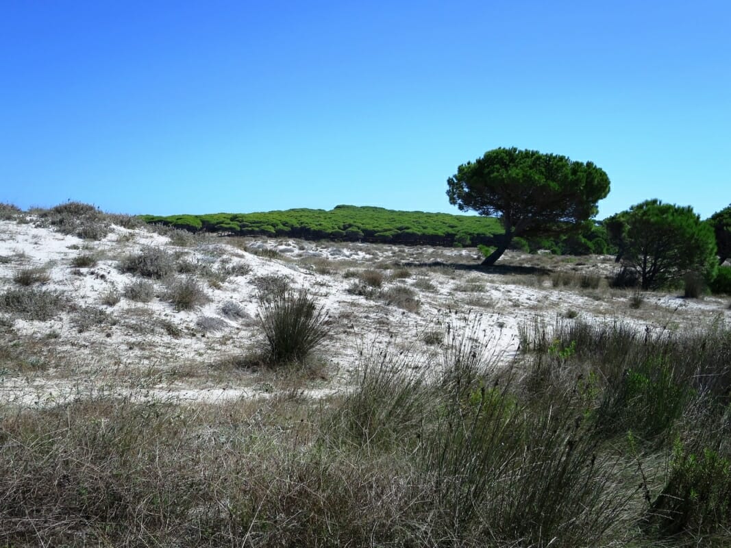 Duna Pineta Macchia Mediterranea Budoni