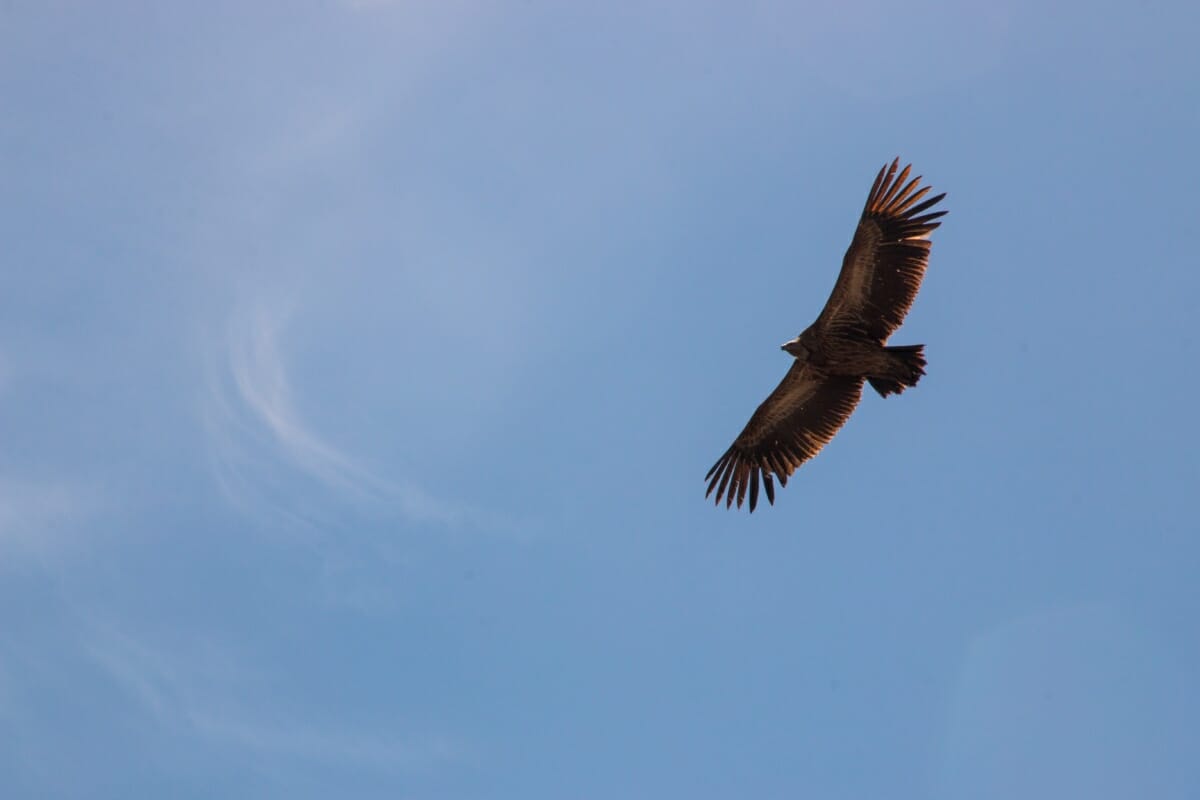 Protected Marine Areas in Sardinia, 6 Treasures to Discover - Sardinia