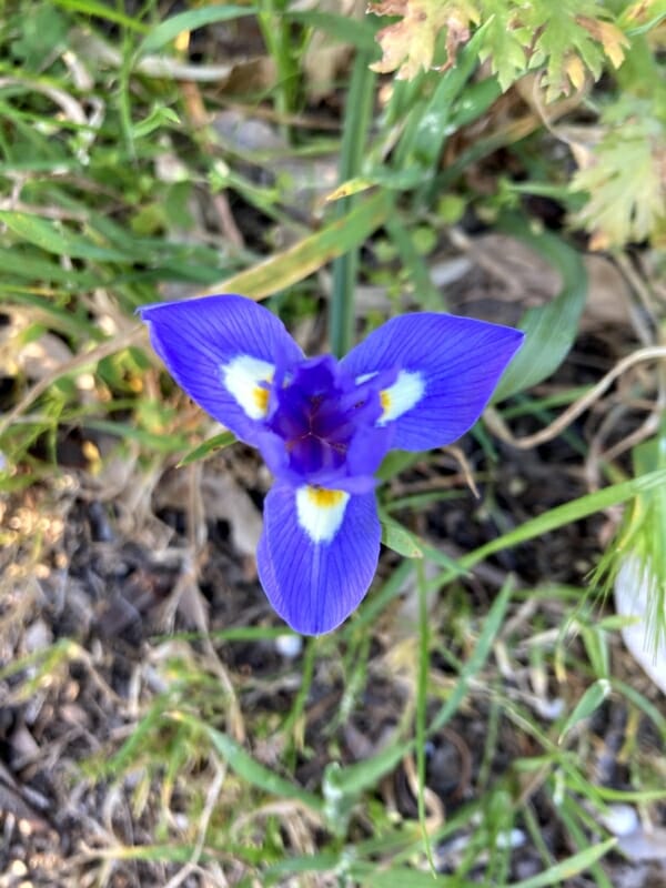 Blaue Blumen Castagnole