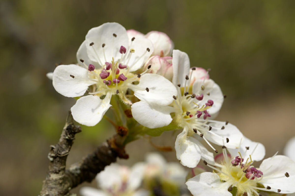 Wild Pear Blossoms