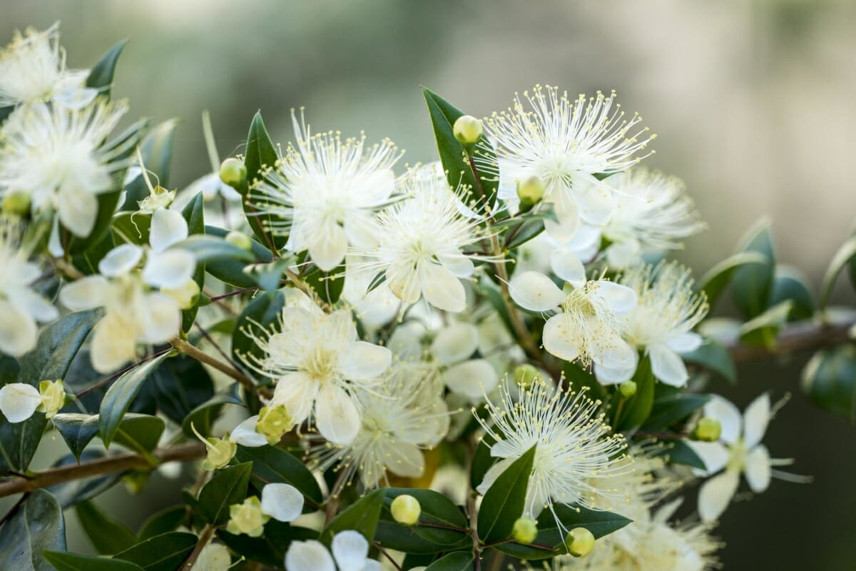Flowering Myrtle Bush