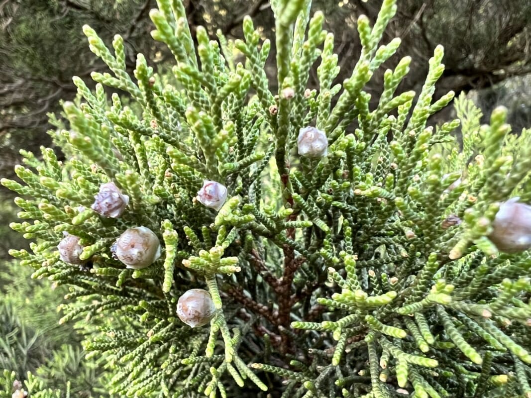12 plantas típicas de Cerdeña, entre poesía y fotografía
