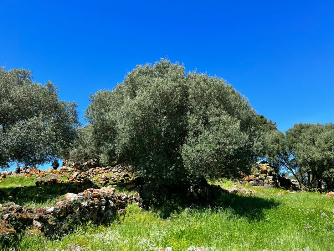 12 Typical Sardinian Plants, Between Poetry And Photography - Sardinia