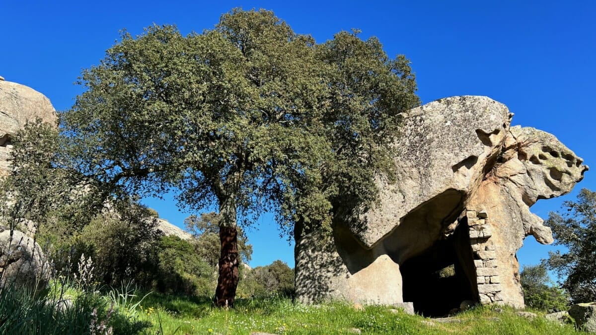12 plantas típicas de Cerdeña, entre poesía y fotografía