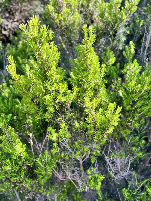 Arbusto con hojas de brezo