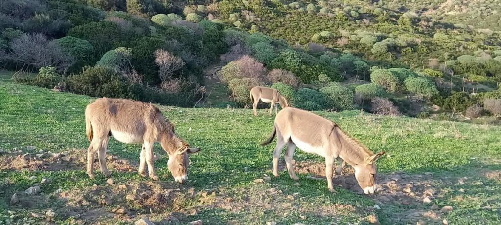 Visitare L’isola Asinara