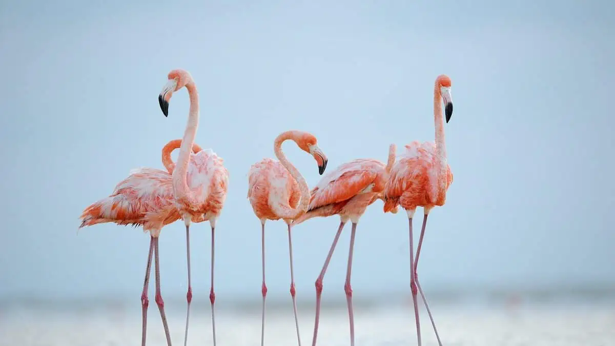 Fenicotteri Rosa In Sardegna: Dove E Quando Vederli Fenicotteri Rosa In Sardegna: Dove E Quando Vederli