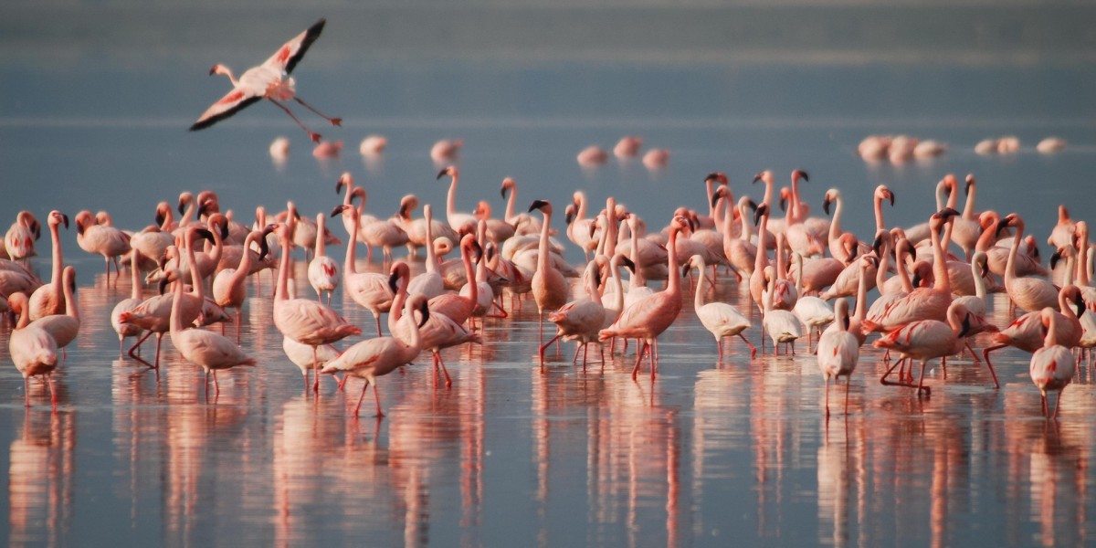 Fenicotteri Rosa In Sardegna: Dove E Quando Vederli Fenicotteri Rosa In Sardegna: Dove E Quando Vederli