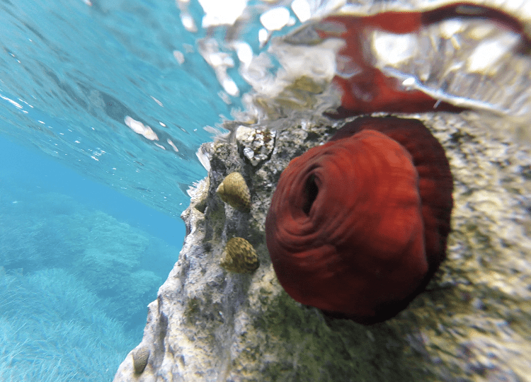 Tomate de mer, à voir en plongée avec masque et tuba