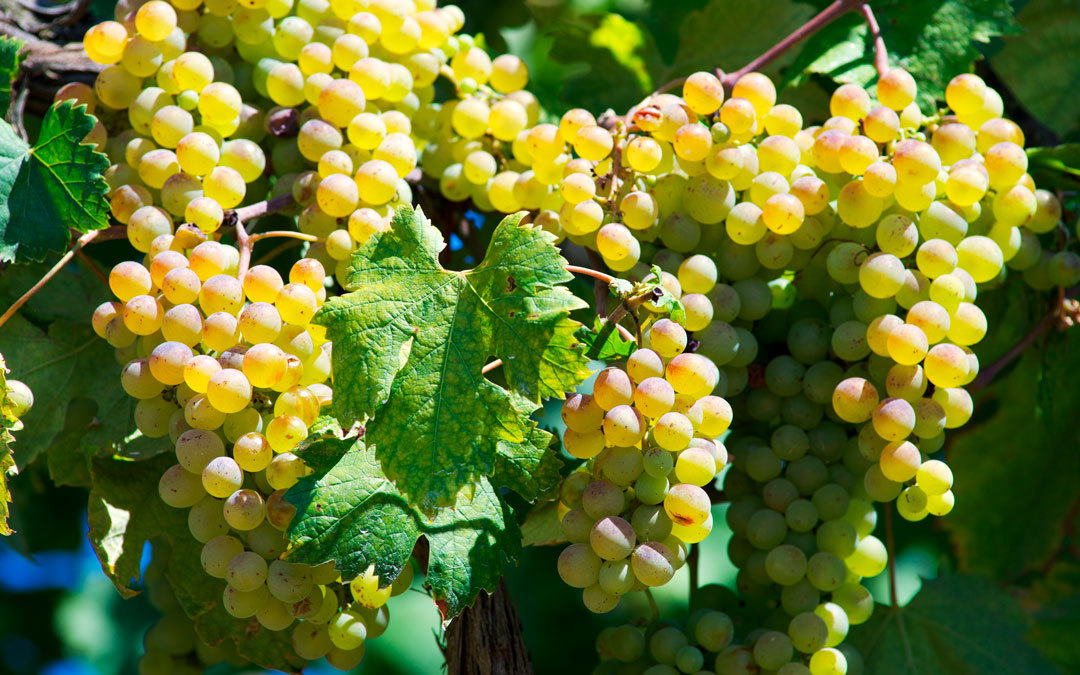 Vermentino